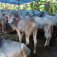 Tukang Jagal Gulat dengan Sapi BHD