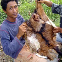 Demi Rezeki Tambahan, Kulit Hewan Kurban Diburu