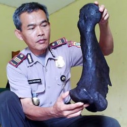 Depbudpar: Itu Tulang Kerbau