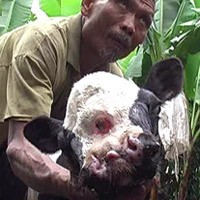 Anak Sapi Bermata 3 & 2 Hidung di Lumajang Diyakini Titisan Dewa
