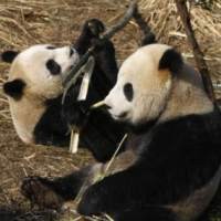 Tuan Tuan dan Yuan Yuan Tiba di Taiwan Natal Ini