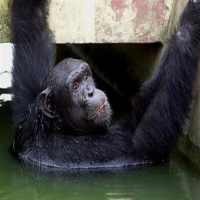 Babu Marah, Ibu dan Anak Terluka