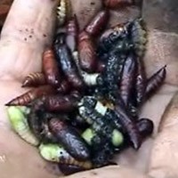 Tradisi Makan Ulat Jati di Awal Musim Hujan