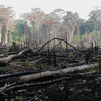 Hutan Gundul Akibat Ulah Cracker