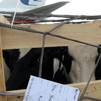 Cukupi Produksi Susu, Jatim Import Sapi dari Australia