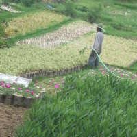 Taman Bunga yang Pernah Terisolir