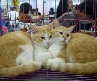 Kucing 15 Tahun Diberi Lensa Kontak