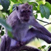 1.500 Ekor Monyet Diizinkan Keluar Sumbar Sepanjang 2008