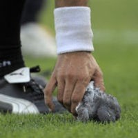 Kisah Tendangan Pembunuh Merpati