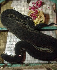 Pemerintah Bak Ular, Pintar Berkelit Soal Harga BBM Sebenarnya