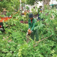Car Free Day Dimanfaatkan Pemkot untuk Tebangi Pohon