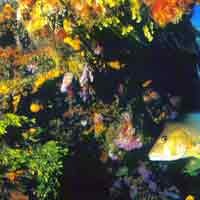 US$ 250 Juta untuk Terumbu Karang di 6 Negara 