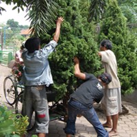 Omzet Penjualan Pohon Cemara Meroket