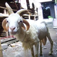 Domba Bertanduk 4  Tunggu Penawaran Tinggi  