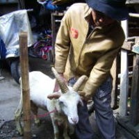 Setelah 23 Tahun Berjualan Domba, Udin Senang Miliki Bela