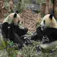 Sepasang Panda: Tanda Persahabatan China Untuk Taiwan