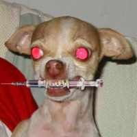 Butuh Waktu 1 Tahun Bebaskan Bali dari Rabies