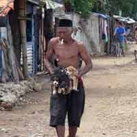 Takut Kena Rabies, Puluhan Anjing Liar di Pantai Tuban Diburu