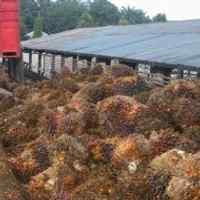 HPE CPO Januari US$ 490,73