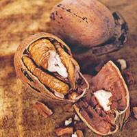Pecan, si Kacang Keriting yang Populer