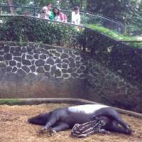 Nova Warnai Suasana Liburan di Kebun Binatang Bandung  