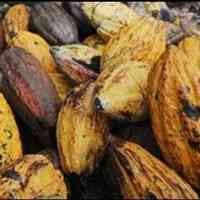 Harga Coklat Tertinggi dalam 23 Tahun