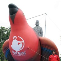 Pro Fauna Tolak Perdagangan Bebas Kakatua dan Burung Nuri