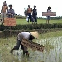 Kesal Tak Dapat Pupuk, Petani Tuban Demo di Sawah