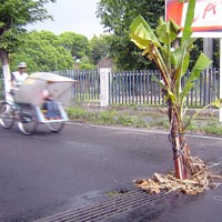 Takut Jatuh Korban, Lubang Jalan Ditanami Pohon Pisang
