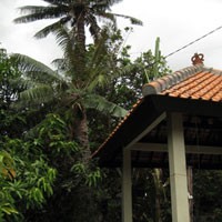 Palm Jambe Aneh Tumbuh di Banyuwangi