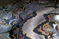 Penangkapan Sanca di Pejaten Timur Butuh 4 Jam