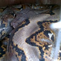 Ular Sanca 3 Meter Hebohkan Warga Pejaten Timur