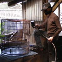 Ambil Untung dari Penggemar Burung  