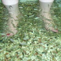 Sensasi Spa dengan Gigitan Ikan Garra Rufa