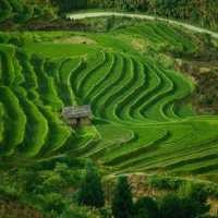 Target Produksi Beras di Jabar Tak Terganggu  