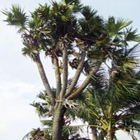 Air Legen Ajaib Diyakini Bisa Sembuhkan Impotensi