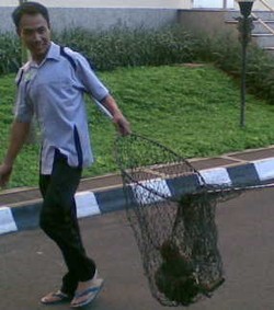 Mabes Polri Tangkapi Si Manis, Dibuang ke Cikeas 