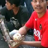 Pemuda Lamongan Jual Ular Sanca Temuan untuk Nonton PSSI