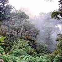 Sumalindo Reschedule Utang ke Citigroup