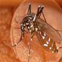 Dua Kecamatan di Lumajang Terserang Chikungunya