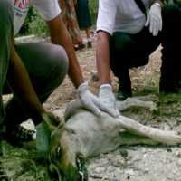 Bali Kekurangan 50 Ribu Vaksin Antirabies