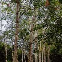 Ini Dia Pohon Beracun di Bandung!  