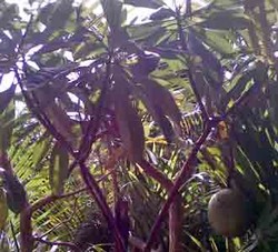 Dinas Pertamanan Jakarta Tak Akan Selidiki Tanaman Beracun