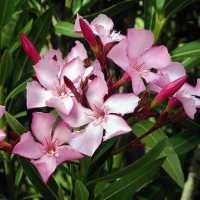 Distam Bandung Observasi Titik-titik Pohon Beracun  