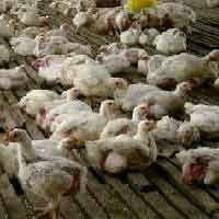 11 Kecamatan Rawan Flu Burung