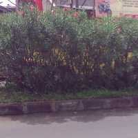 Teliti Racun Pohon, Distam Gandeng Unpad 