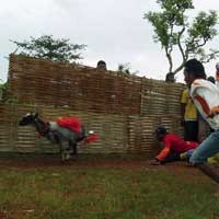Panen Jagung, Warga Sumenep Gelar Karapan Kambing
