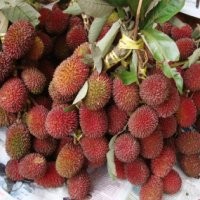 Si Rambo yang Langka