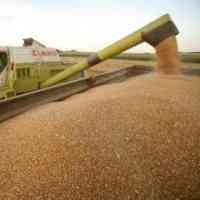 Bea Masuk Impor Terigu Indonesia Terendah di Asia