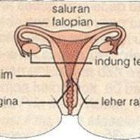 Satu Hari, Empat Wanita Terjangkit Kanker Serviks